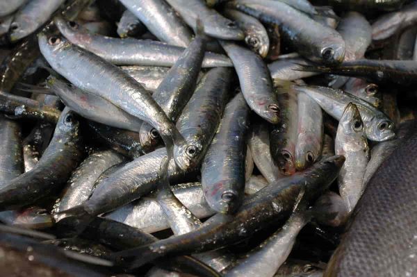 Bliv klar til sildefiskeri – grej og tips til sæsonens sild