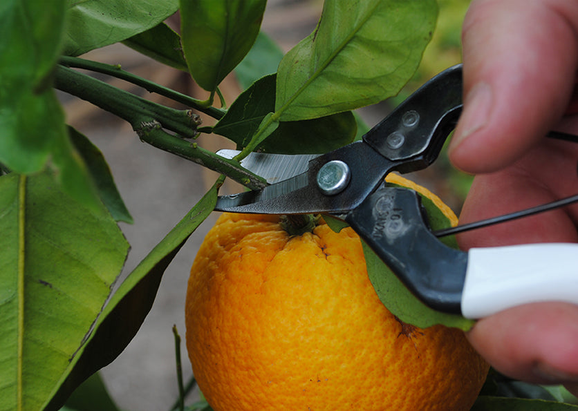 Okatsune 301 Plukkesaks Buet