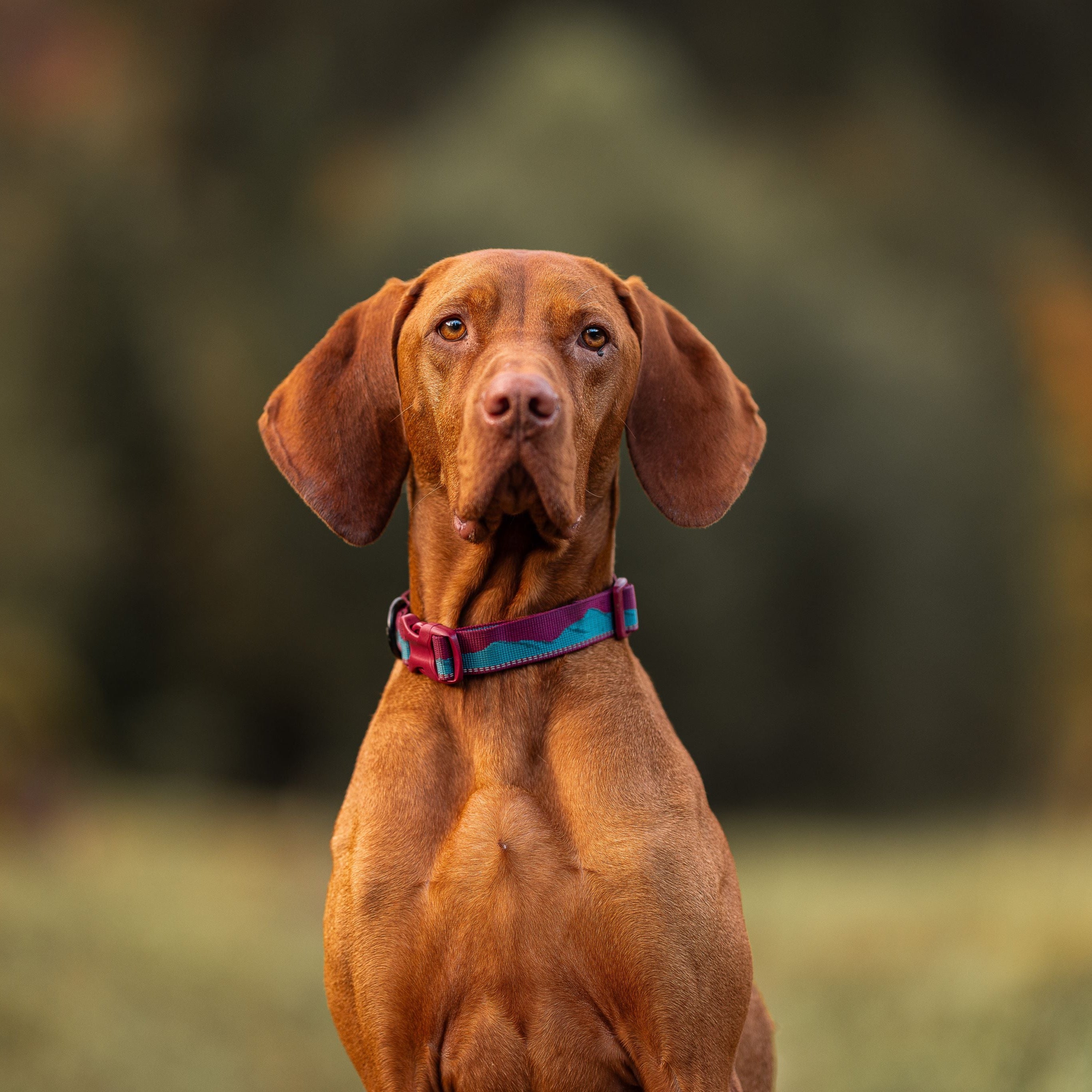 Trail quest collar Orange/black