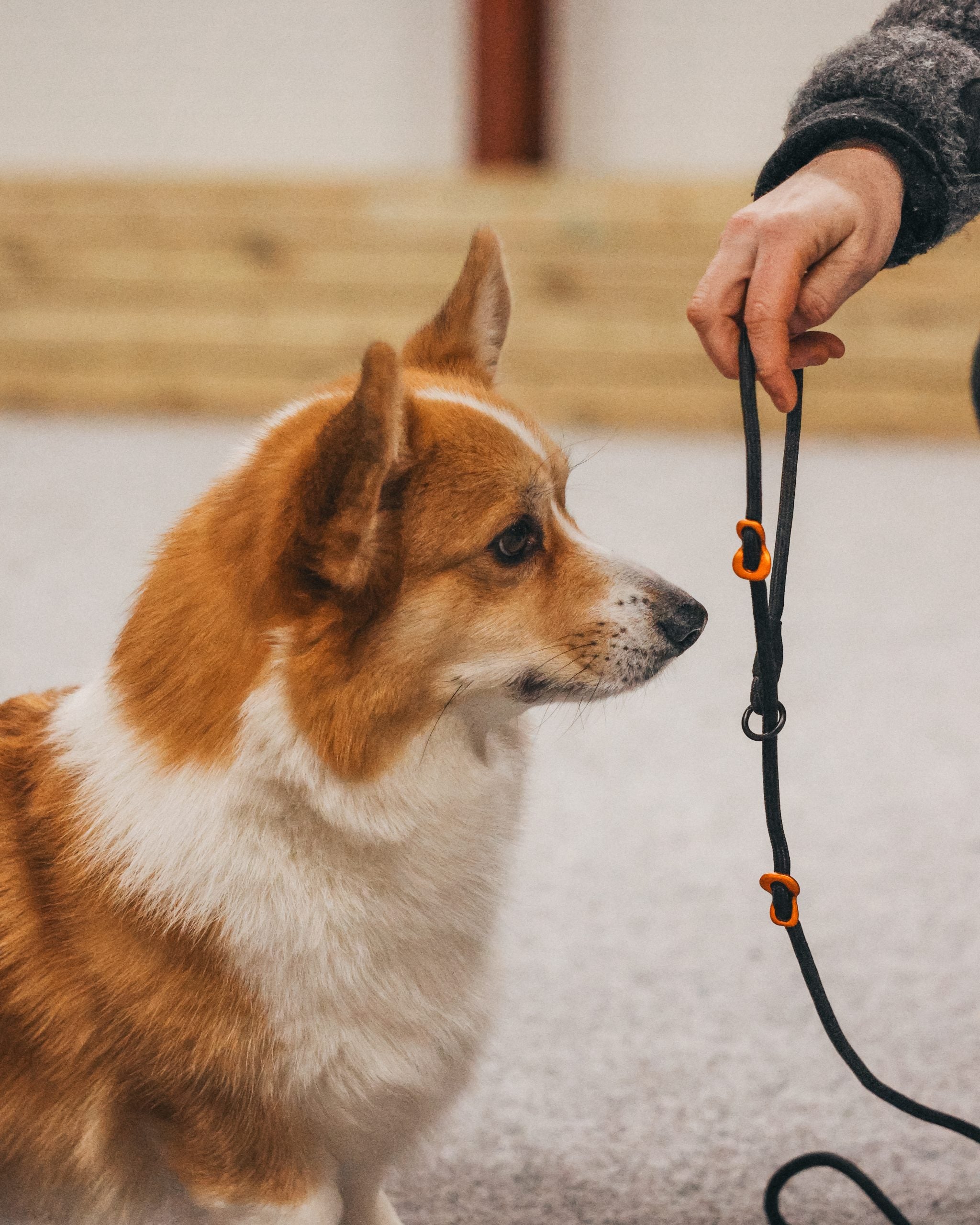 Non-Stop Retriever leash orange 1.6m/8mm