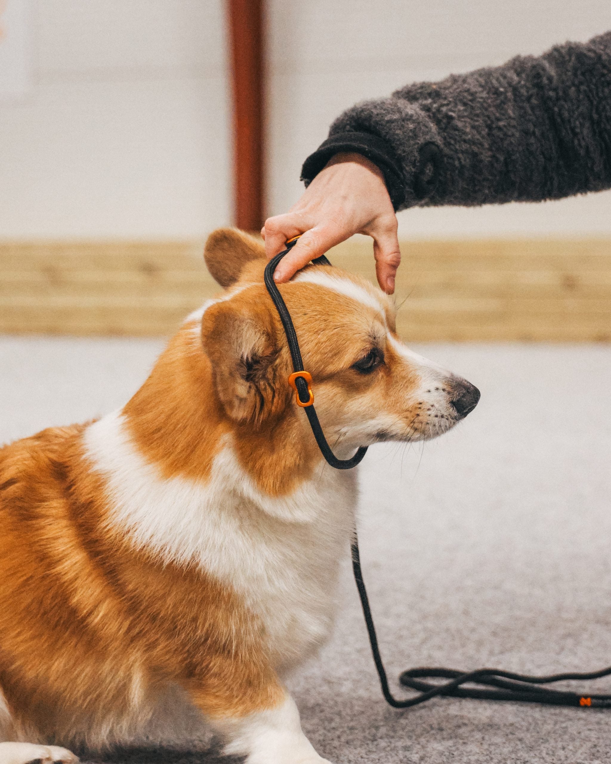 Non-Stop Retriever leash orange 1.6m/8mm
