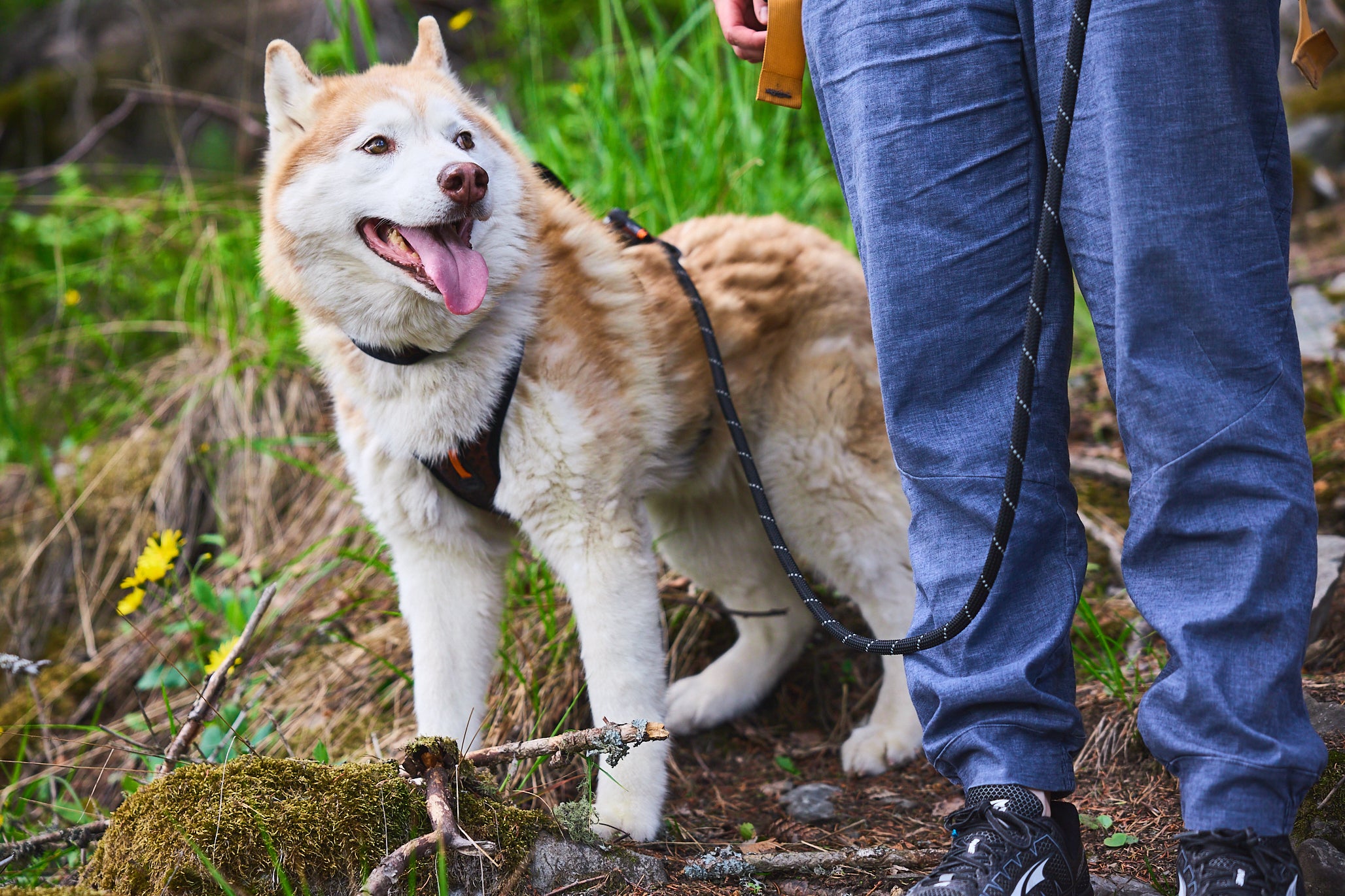 Non-Stop Rock adjustable leash