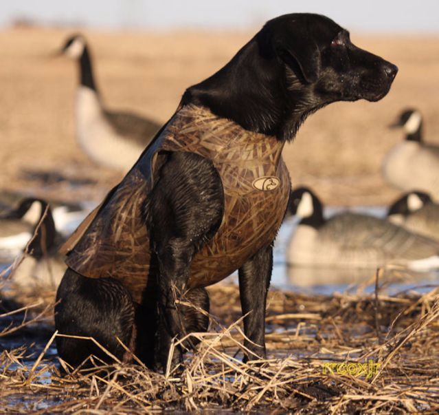Neopren Hundevest