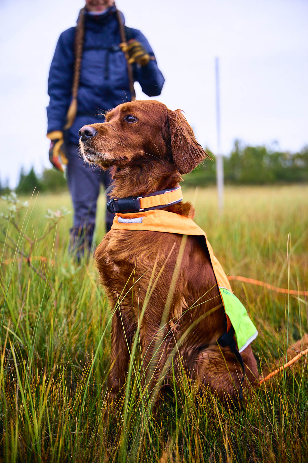 Non-stop Protector Collar Orange