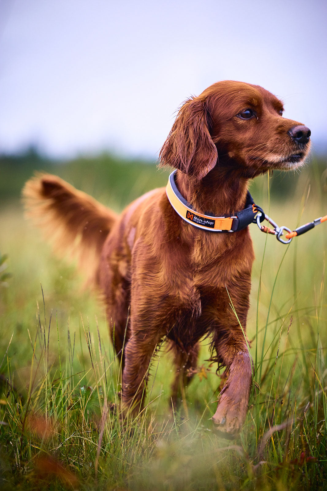 Non-stop Protector Collar Orange