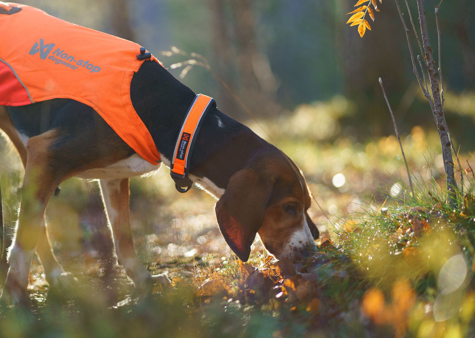 Non-stop Protector Collar Orange