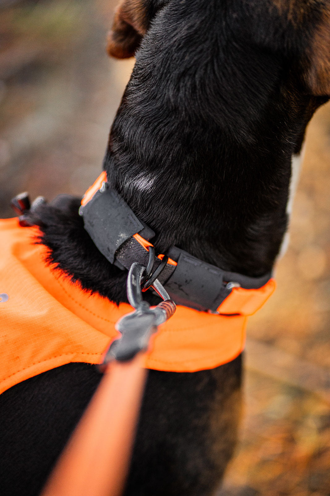 Non-stop Protector Collar Orange
