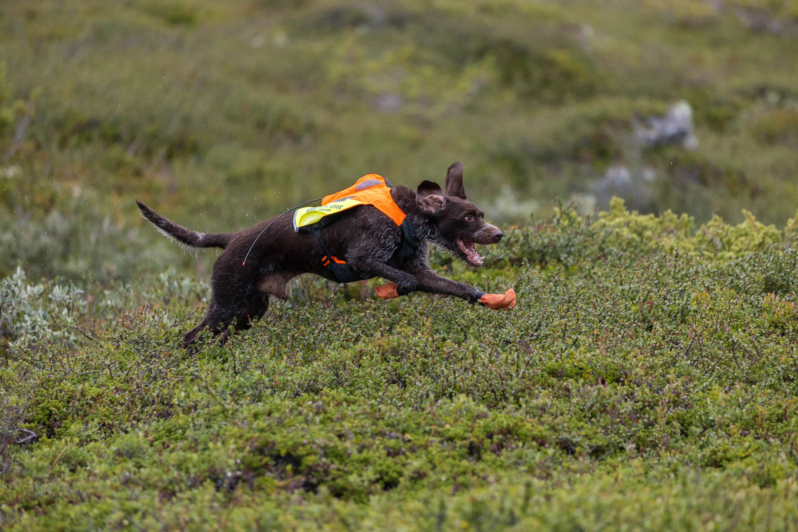 Protector vest GPS 2.0