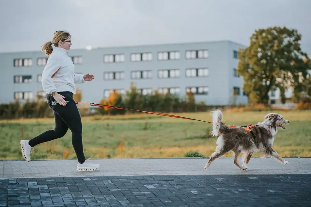 Kom godt igang med Canicross - Løb med din hund
