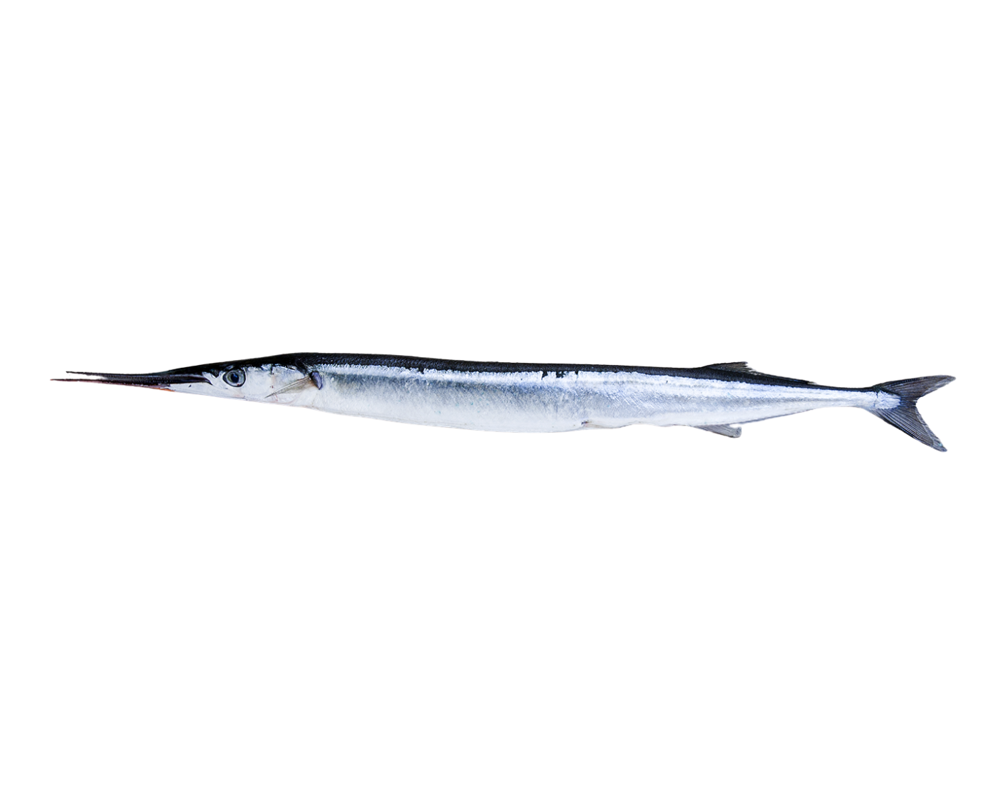 Fiskeguide: Fang en Hornfisk