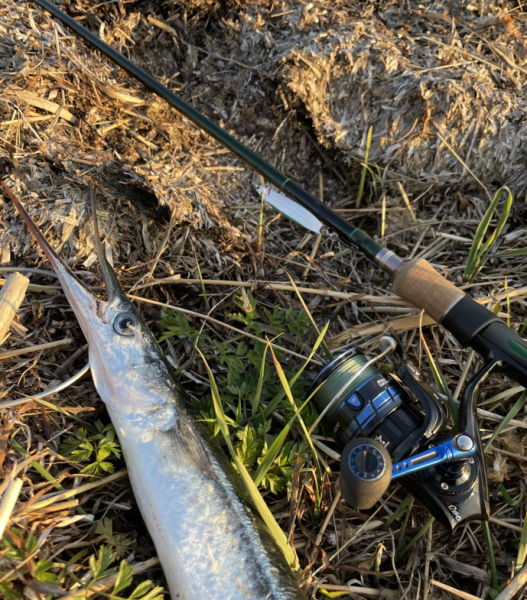 Fang hornfisk – grej og tips til effektivt hornfiskeri