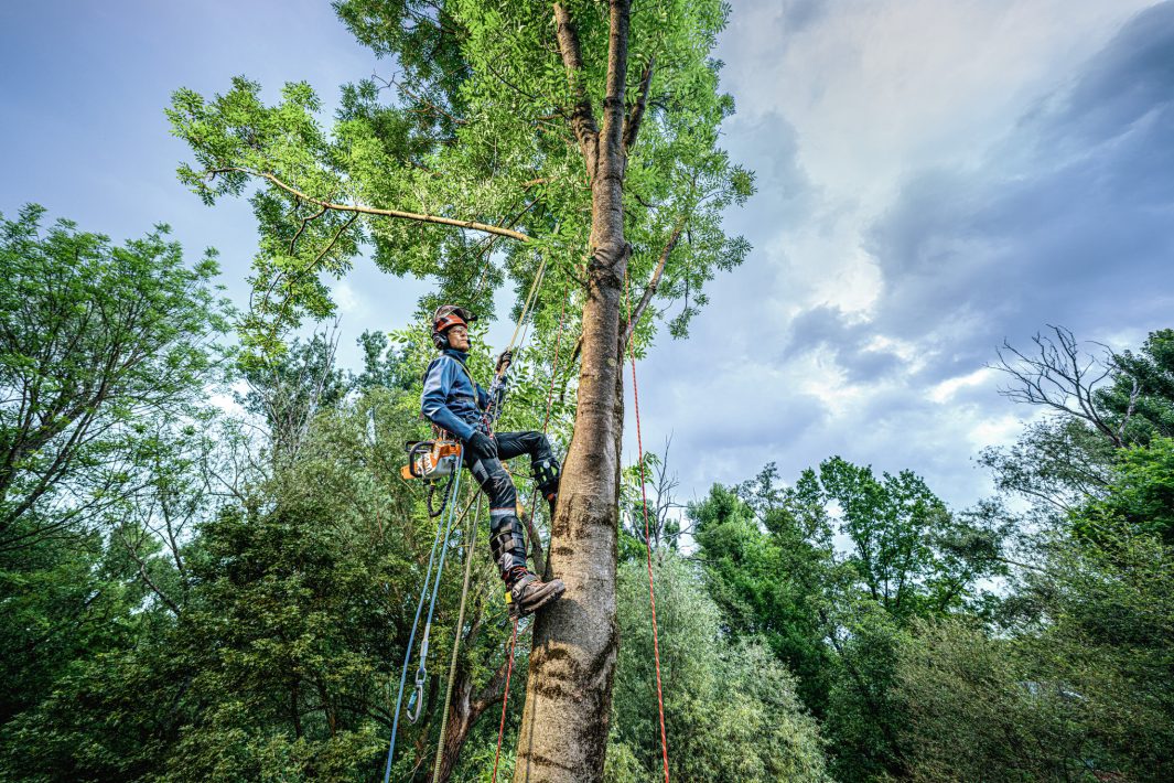 Stihl MSA 240.0 TC-O Kædesav