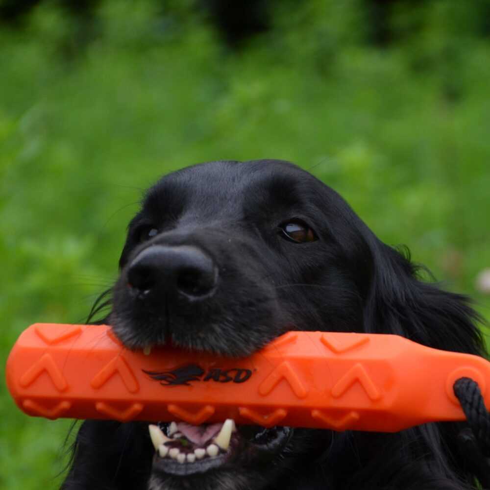 Avery Hexabumper Orange Dummy